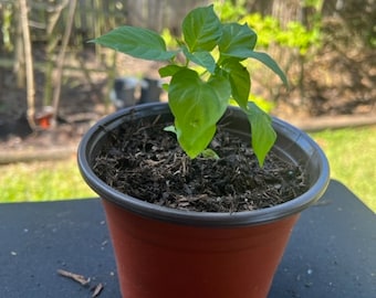 Wiri Wiri Plant (under 12 inches) Sprouted and Potted