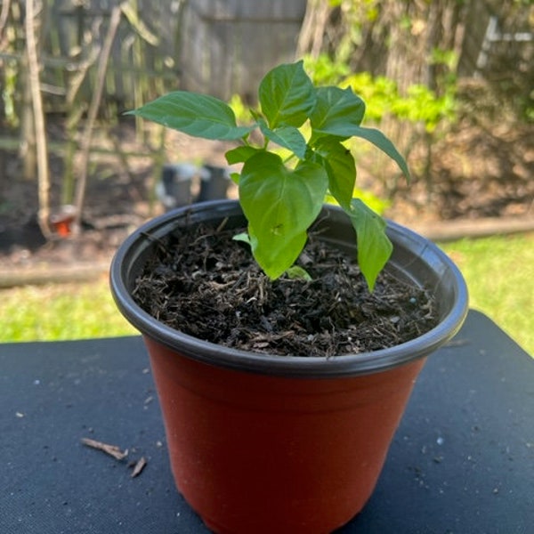 Wiri Wiri Plant (under 12 inches) Sprouted and Potted