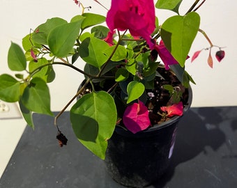 Blooming Bougainvillea Plant 6inch Pot