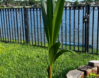 Coconut tree (over 40 inches tall)