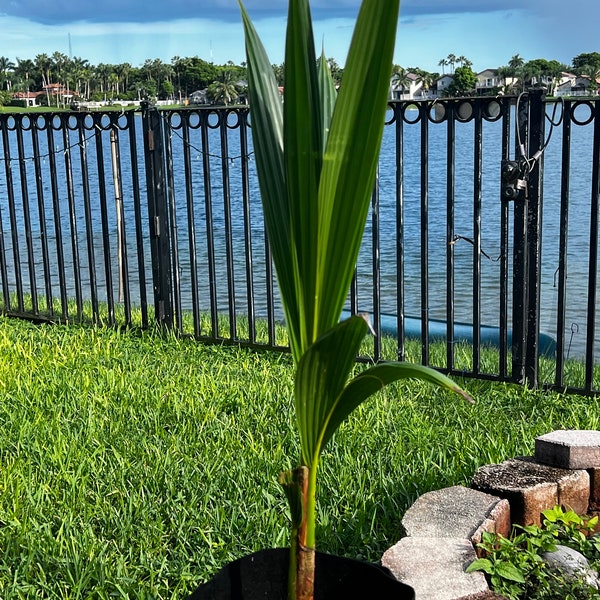 Coconut tree (over 30 inches tall)