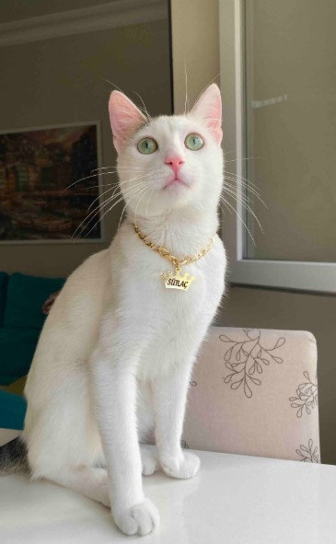Personalized Cuban Link Cat Necklace Cat Leash Chain Leash Etsy