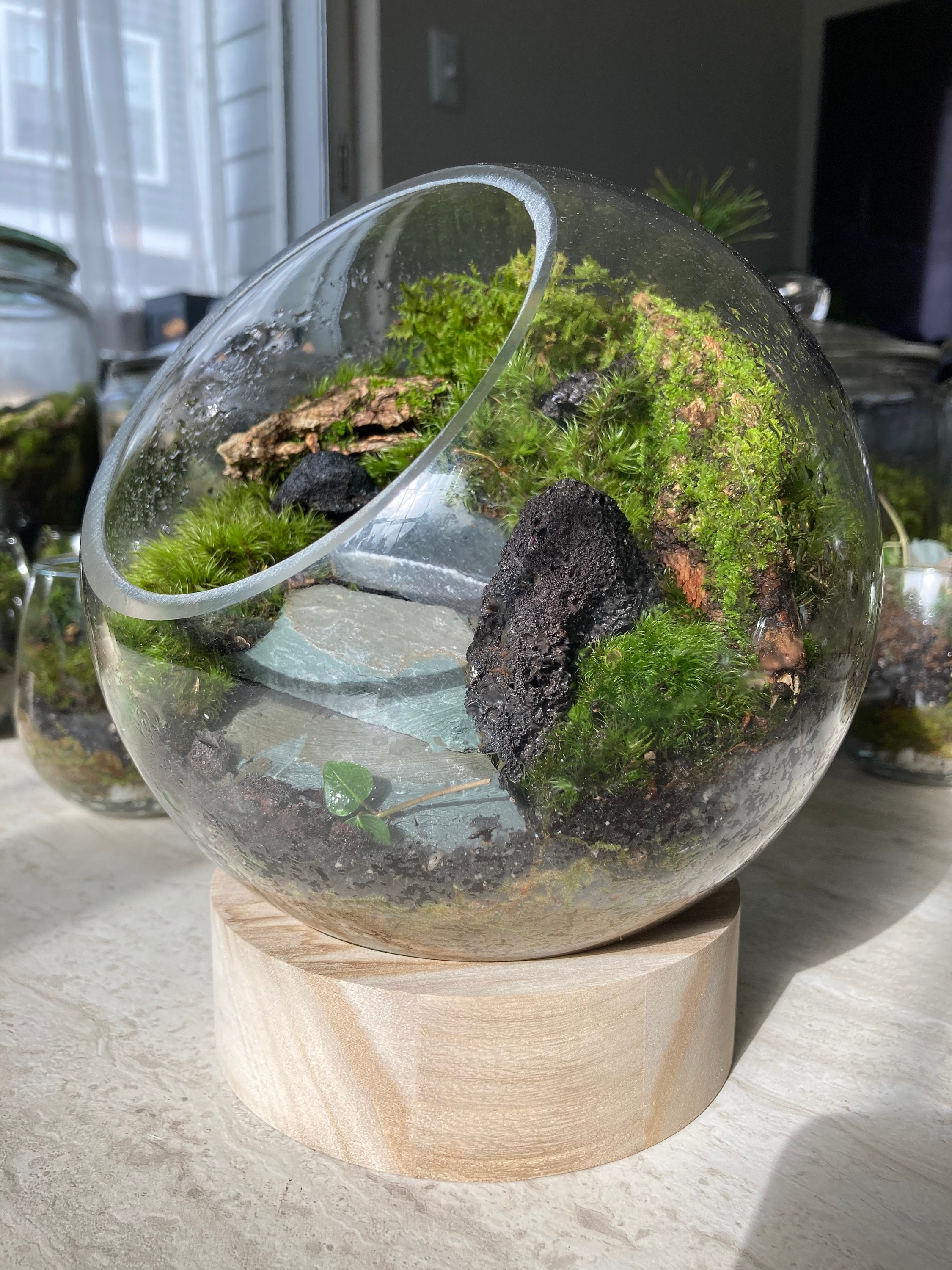 DIY Terrarium Kit with Live Moss Plant and 9 Glass Bottle Jar Container  Planter | Closed Moss Terrarium with Lid (Ball Cork) | Full Set Indoor  Garden