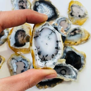 May include: A collection of polished agate slices, each with unique patterns. The slices feature a mix of white, black, and yellow-brown colors. One slice is held by a hand, showcasing the intricate dendritic inclusions.