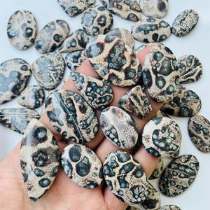 May include: A selection of polished leopard jasper stones in diverse shapes. The stones display a beige base with dark brown and black spots, forming a distinctive pattern. The smooth stones are suitable for jewellery making or other crafts. Measurements are in centimetres.