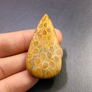 Natural Fossil Coral Cabochon Rare Fossil Coral Gemstone, Designer Fossil Coral, Crystal Fossil Coral For Wire Wrapping ( Stone As Picture