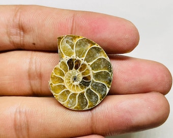 アンモナイトの化石標本：研磨された化石のスライス、自然界の