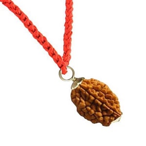 100% Genuine 2 to 10 Mukhi Rudraksha, Nepal Beads Rudraksha Certified A++++