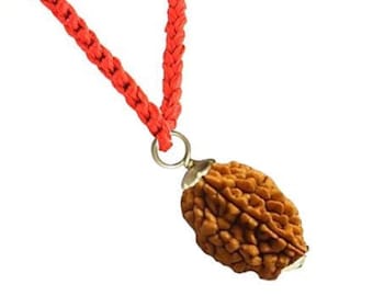 100% genuino 2 a 10 Mukhi Rudraksha, Nepal Beads Rudraksha Certificado A ++++