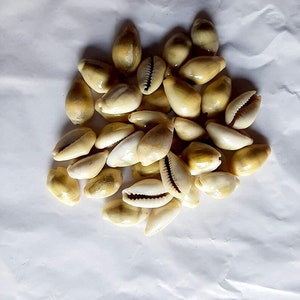 May include: A pile of approximately 20 white cowrie shells with a yellowish tint. The shells are arranged in a loose cluster on a white surface.