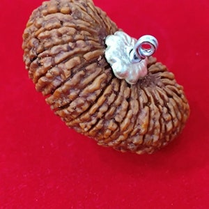 28 Mukhi Twenty Eight Mukhi Rudraksha Sacred Bead Rare - A++ Certified