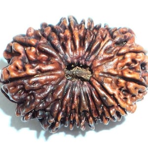 18 Mukhi Natural Rudraksha Bead Energized Collector Size - Lab Certified