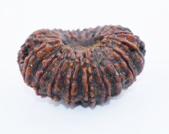 Cuenta de Rudraksha natural de 20 caras, energizada, tamaño coleccionista - Certificada por laboratorio
