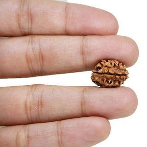 2 Mukhi Rudraksha (18-20mm Size)