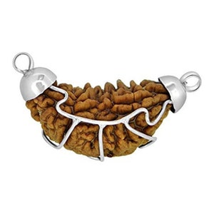 1 Mukhi Rudraksha / One Face Rudraksha - Collector Size - Lab Certified