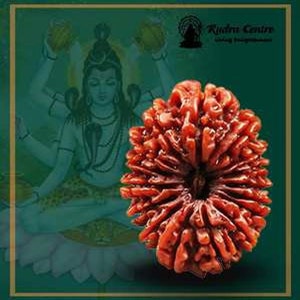 16 Mukhi Natural Rudraksha Bead Energized Collector Size - Lab Certified