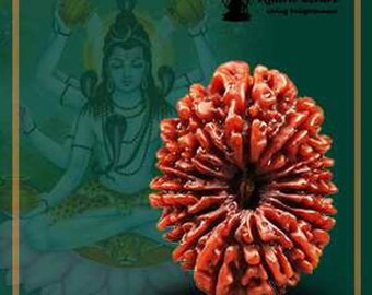 Cuentas de Rudraksha naturales de 16 Mukhi, tamaño coleccionista, energizadas, certificadas en laboratorio