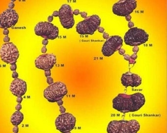 INDRAKSHI Rudraksha mala combination 1to 21 Rudraksha Sidhha Mala Certified Original