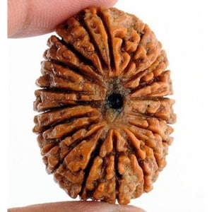 19 Mukhi Natural Rudraksha Bead Energized Collector Size - Lab Certified