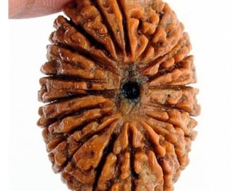 Cuentas de Rudraksha Naturales Energizadas de 19 Mukhi, Tamaño de Colección - Certificadas en Laboratorio