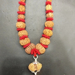 Rudraksha Siddha Mala - Collector Size /Combination of 1 Mukhi Till 14 Mukhi Rudraksha With Gauri Shankar and Ganesh Rudraksha