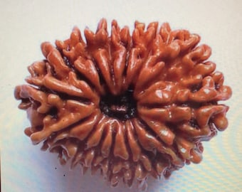 Cuentas de Rudraksha Naturales Energizadas de 15 Mukhi, Tamaño de Colección - Certificadas en Laboratorio