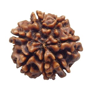 7 Mukhi Rudraksha - 7 Face Rudraksha - Saatmukhi Rudraksha