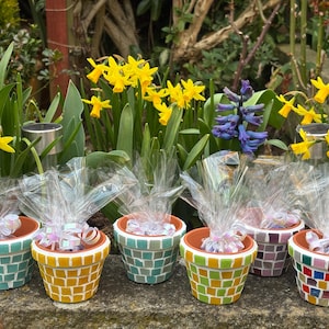 May include: Six small potted plants wrapped in clear plastic with colourful mosaic pots. The pots are in shades of blue, green, yellow, and red.