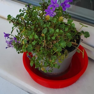 May include: A small potted plant with purple flowers in a red plastic saucer. The plant is sitting on a white windowsill.