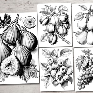 Peut inclure: Un ensemble de quatre illustrations en noir et blanc repr&eacute;sentant diff&eacute;rents fruits. La premi&egrave;re image montre une branche de figues, la deuxi&egrave;me montre une branche de prunes, la troisi&egrave;me montre une branche de poires et la quatri&egrave;me montre une grappe de raisin.