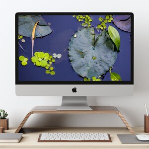 Lily Pond Desktop Wallpaper | Pond Wallpaper | Pond Desktop Wallpaper | Lily Laptop Wallpaper | Lily Background |Lily Pond background