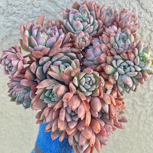 Echeveria Frost Flower One cluster colorful pink live succulent 3 - 3.5 inches