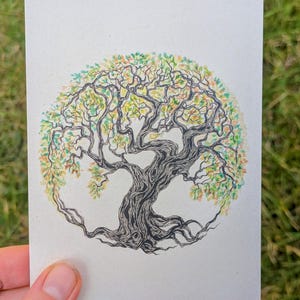 3 botanische kaarten van bomen, met de hand getekend. Levensboom, wilg & plataan. Pentekeningen met aquarel.