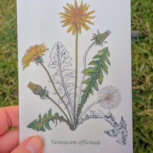 3 botanische kaarten, met de hand getekend. Paardenbloem, brandnetel & pronkboon. Retro schoolplaat gevoel door de dotwork illustraties