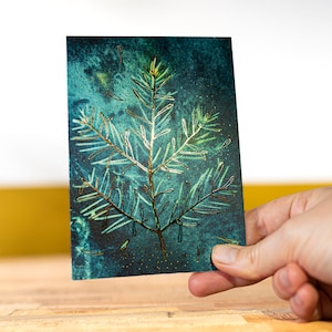 Botanischer Bauplan Kiefernzweig