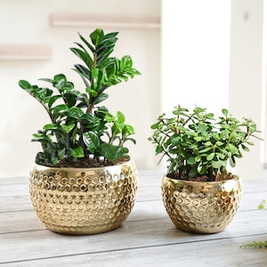 Metal Honeycomb Golden Mini Table top Planter for Home Decoration | Plant Pots for Home Living Room Office | Set of 2 (Plants not Included)