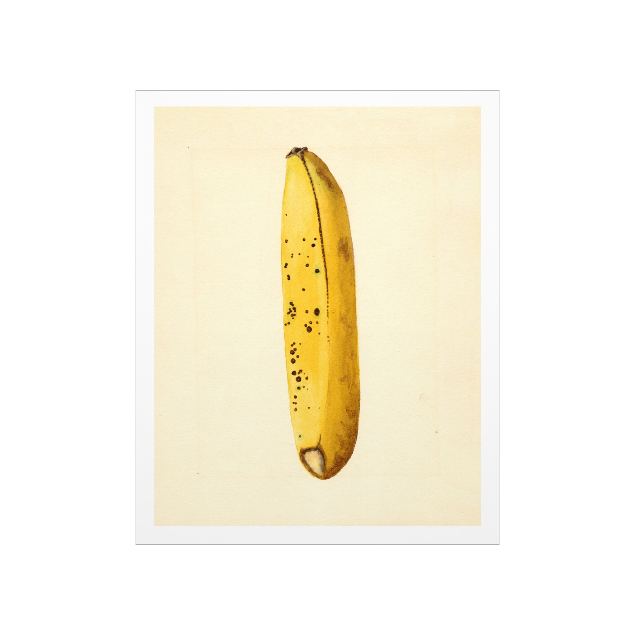 ジェームズ・マリオン・シャル - 「Musa 2」（熟したバナナ）1919