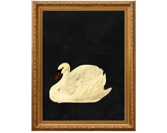 Aert Schouman - "Knobbelzwaan" (Mute Swan) on Antique, Weathered Black Background | Unframed Fine Art Print