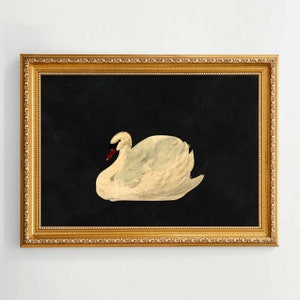 Aert Schouman - "Knobbelzwaan" (Mute Swan) on Antique, Weathered Black Background | Unframed Fine Art Print