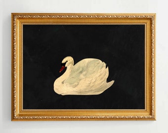 Aert Schouman - "Knobbelzwaan" (Mute Swan) on Antique, Weathered Black Background | Unframed Fine Art Print