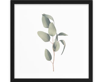 Eucalyptus Isolated | Unframed Fine Art Print