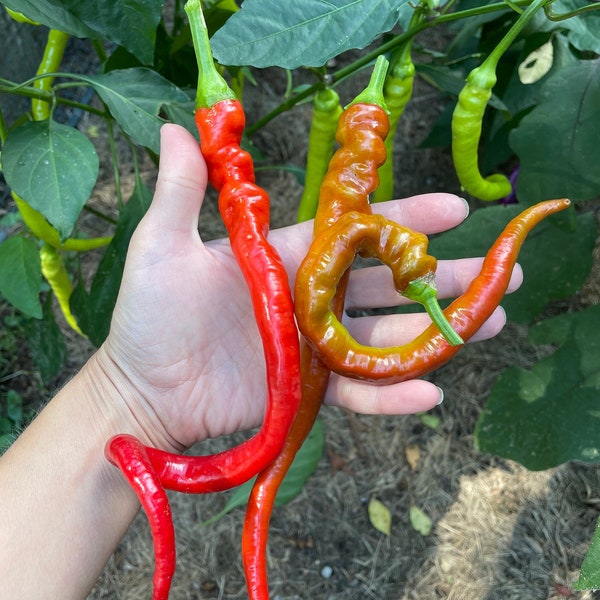 Corbaci Pepper, sweet pepper, heirloom pepper, pepper seeds