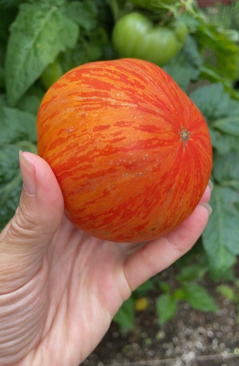Hannah's Prize Dwarf Tomato Seeds - Tiger Tomato