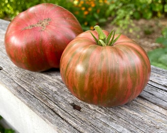 Fred's Tie Dye Dwarf Tomato Seeds - Heirloom Variety