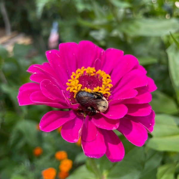 Cut and come again, Zinnia seed, rainbow color, 2in blooms, cut flower