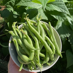 May include: A white bowl filled with fresh green string beans. The beans are arranged in a cluster, with some of the beans extending beyond the edge of the bowl.