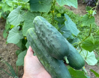 Marketmore cucumber, cucumber seeds, slicing cucumber, market cucumer