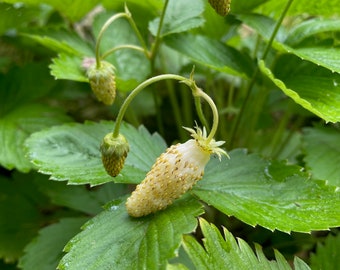 Alpine Yellow Wonder Strawberry, strawberry seeds, wild strawberry, everbearing