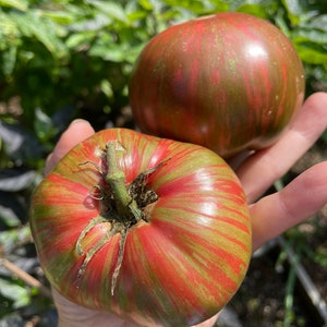 Fred&#39;s Tie Dye Dwarf Tomato Seeds - Heirloom Variety