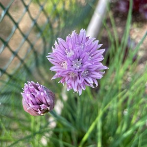 Chives, common chives, chive seeds, kitchen herbs